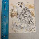 Note Card Blank Inside Snowy Owl Art by John Cornacchio
