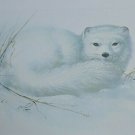 Vintage Christmas Hallmark Winter Wildlife Arctic Fox Gorgeous! Unfolded Card