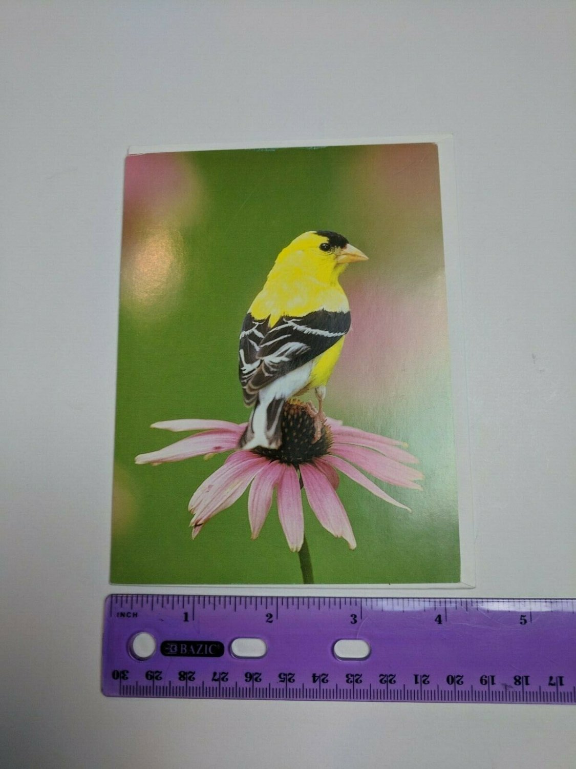 VTG Note Card Unused American Goldfinch Bird Photo by Dave Maslowski