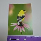 VTG Note Card Unused American Goldfinch Bird Photo by Dave Maslowski