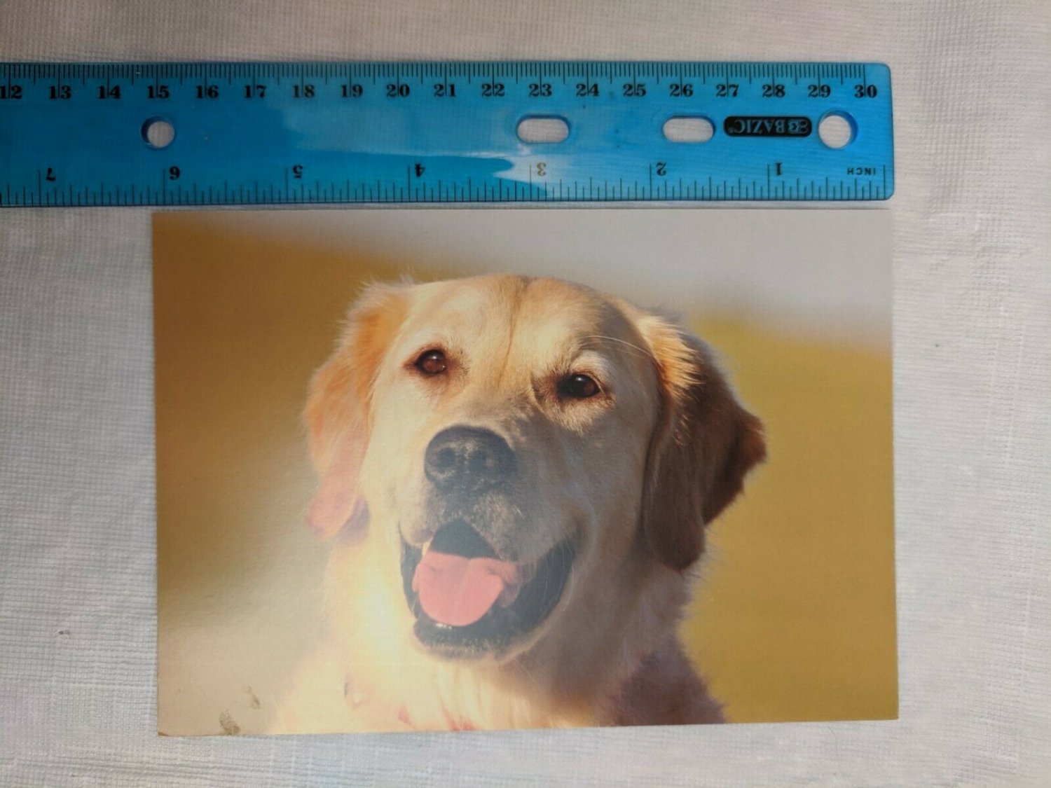 Blank Note Card Gold Dog Tongue Out