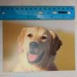 Blank Note Card Gold Dog Tongue Out