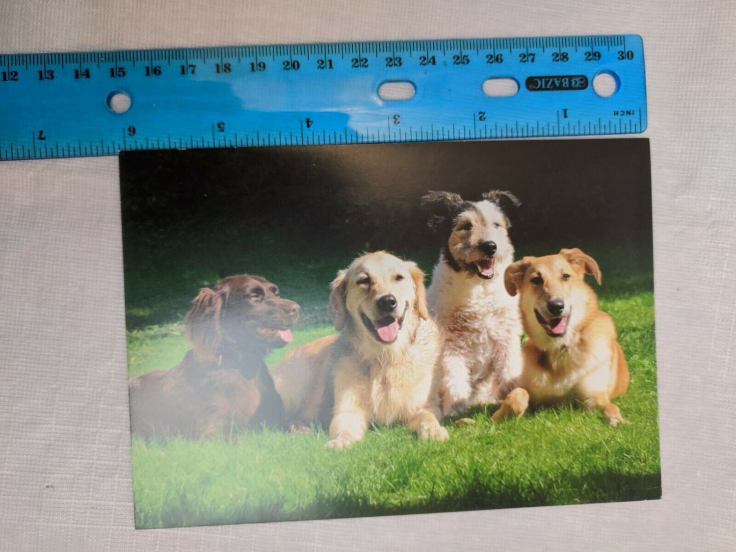 Blank Note Card Dogs on Green Lawn Photo