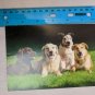 Blank Note Card Dogs on Green Lawn Photo