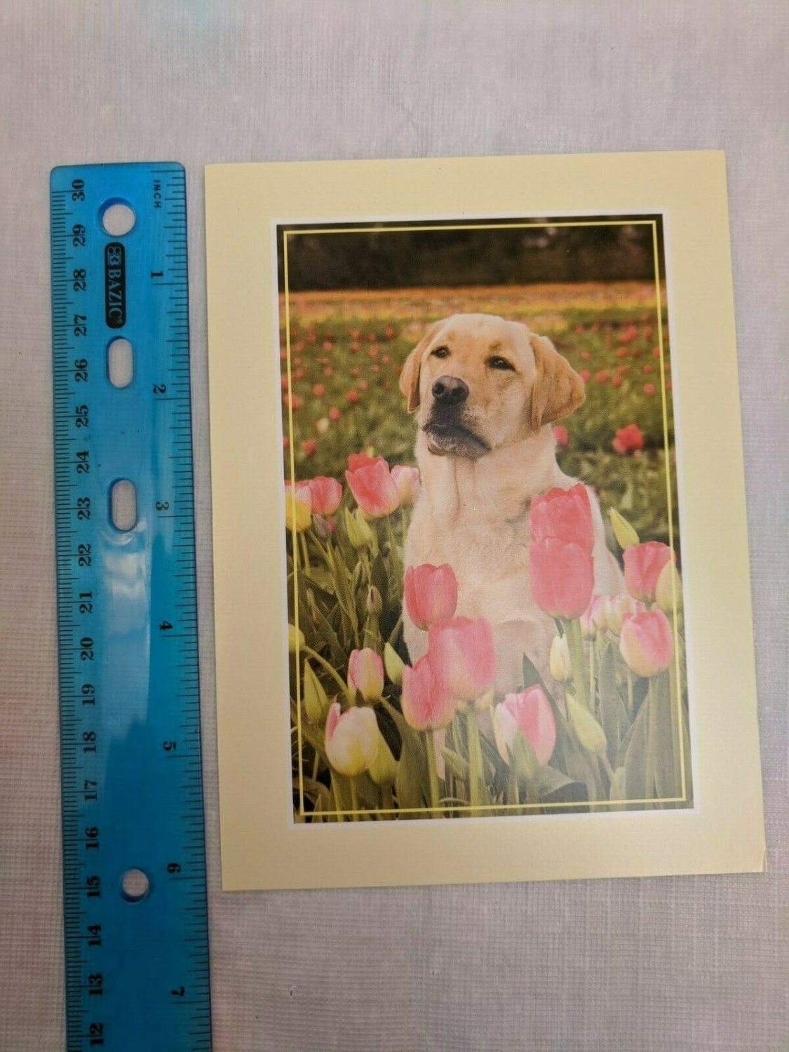 Note Card Blank Inside Gold Lab in Pink/Yellow Tulip Field