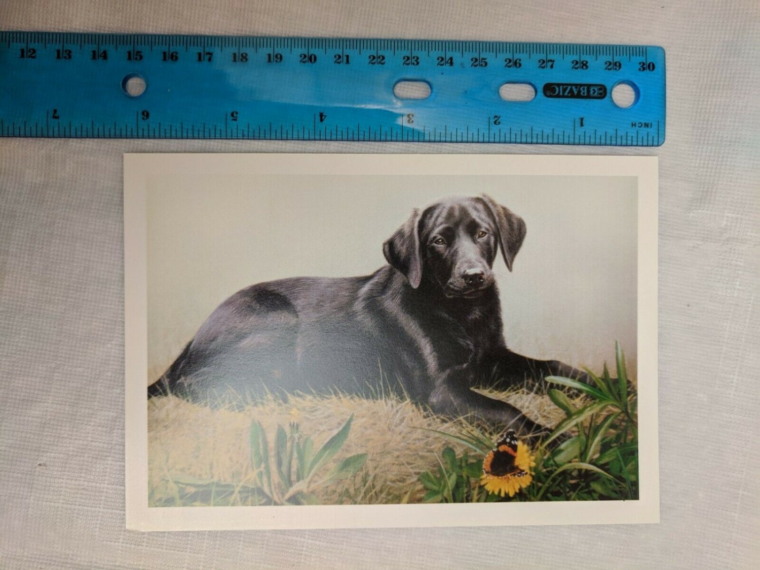 Blank Note Card Black Lab Dog Artwork by Russell Cobane