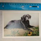 Blank Note Card Black Lab Dog Artwork by Russell Cobane