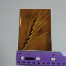 Hallmark MINI Gift Card Golden Wheat Unused VTG