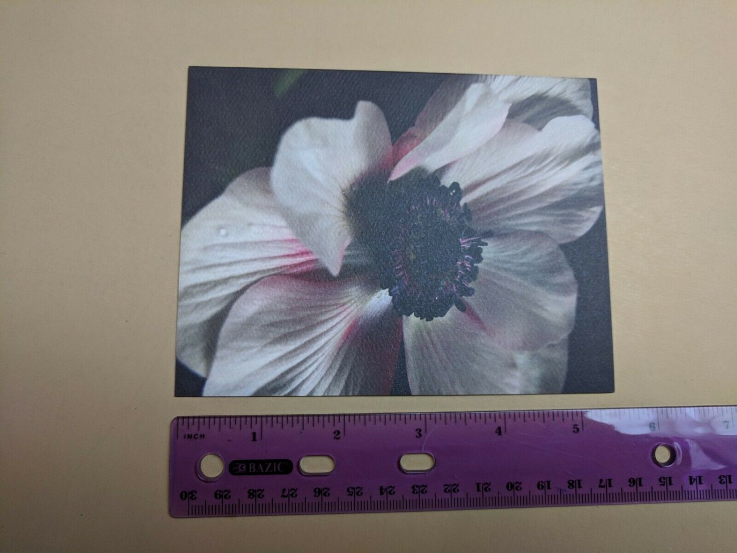 Blank Note Card Anemone Ritsuko Deura 2009 Ray Hooper Design NYC