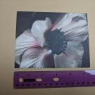 Blank Note Card Anemone Ritsuko Deura 2009 Ray Hooper Design NYC