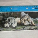 Blank Note Card - Wolves Sleeping on Mossy Stone by Kevin Daniel