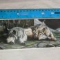 Blank Note Card - Wolves Sleeping on Mossy Stone by Kevin Daniel