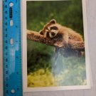 Blank Note Card Baby Raccoon on Tree Branch Photo by Robert Hayes