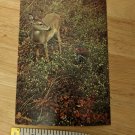 Virginia VA Shenandoah National Park Postcard Vintage White Tailed Deer Wildlife