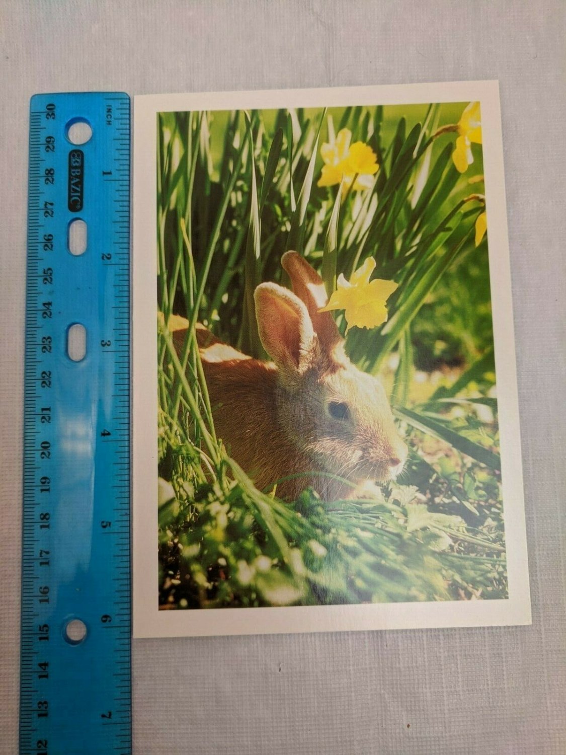 Blank Note Card Bunny Rabbit & Daffodils Photo by Robert C Hayes