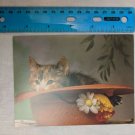 Blank Note Card Cat in the Hat Kitten Photo by Coppieters