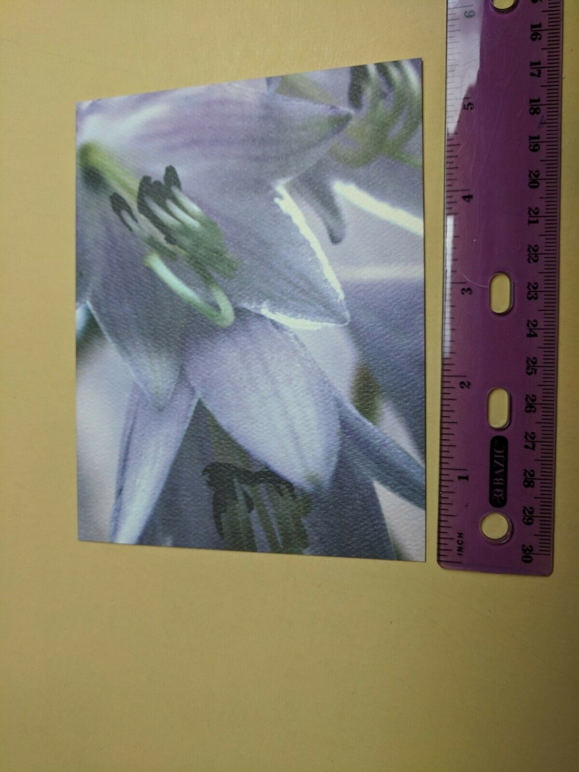Blank Note Card Lilly Reed Trich N. Thomas 2008 Ray Hooper Design NYC