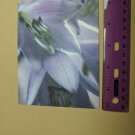 Blank Note Card Lilly Reed Trich N. Thomas 2008 Ray Hooper Design NYC