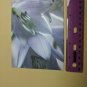 Blank Note Card Lilly Reed Trich N. Thomas 2008 Ray Hooper Design NYC
