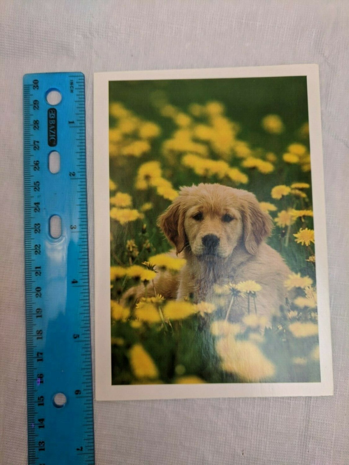 Blank Note Card Gold Lab Puppy in Dandelions by Uniphoto Picture Agency