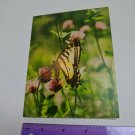 Congratulations VTG Greeting Card Unused Yellow Butterfly Photograph