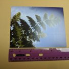 Blank Note Card Fern Photograph by Trish N Thomas 2008 Ray Hooper Design NYC