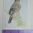 Cornell Lab of Ornithology Blank Note Card American Robin Bird Megan Knekow