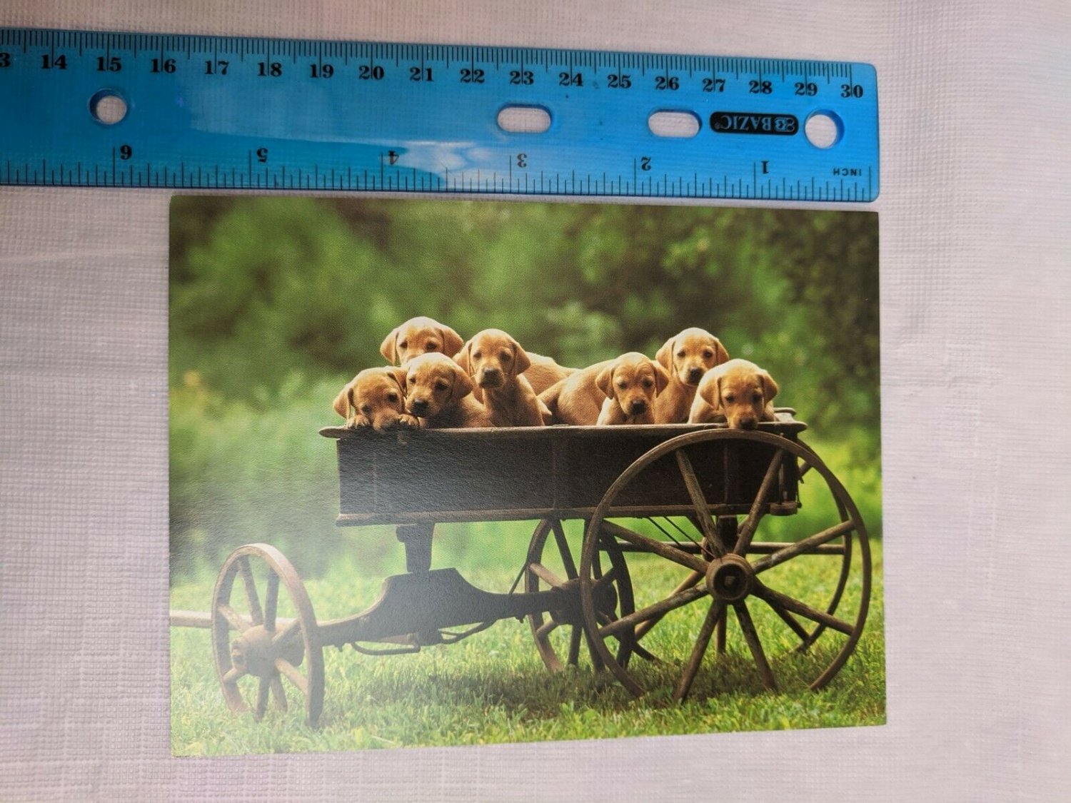 Blank Note Card Unused Wagon Load of Gold Lab Puppies T. Rosenthal Photo
