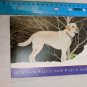 Holiday Card Let It Snow Tan Dog Josie Photo by Barb Ward Blank