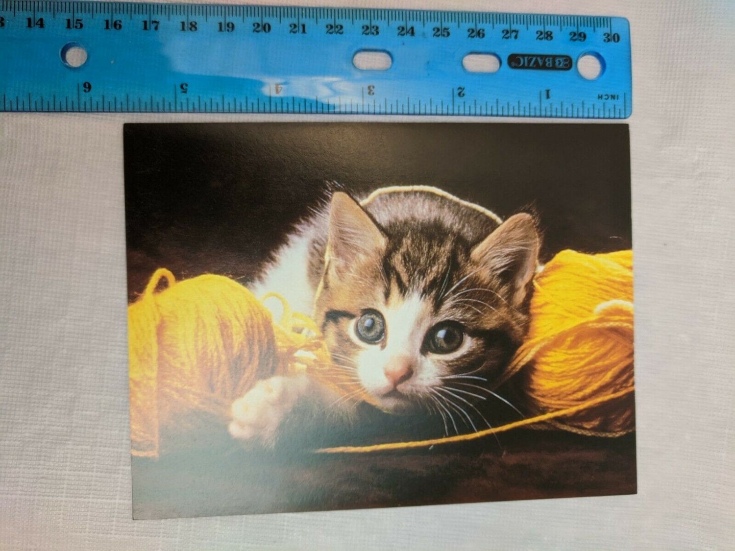 Blank Note Card Knit One, Purrrl Two Kitten & Yarn Photo by The Stock Market