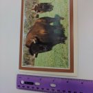 The Fund for Animals Unused Blank Note Card Buffalo Bison Photo