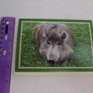 The Fund for Animals Unused Blank Note Card Warthog Pig Photo
