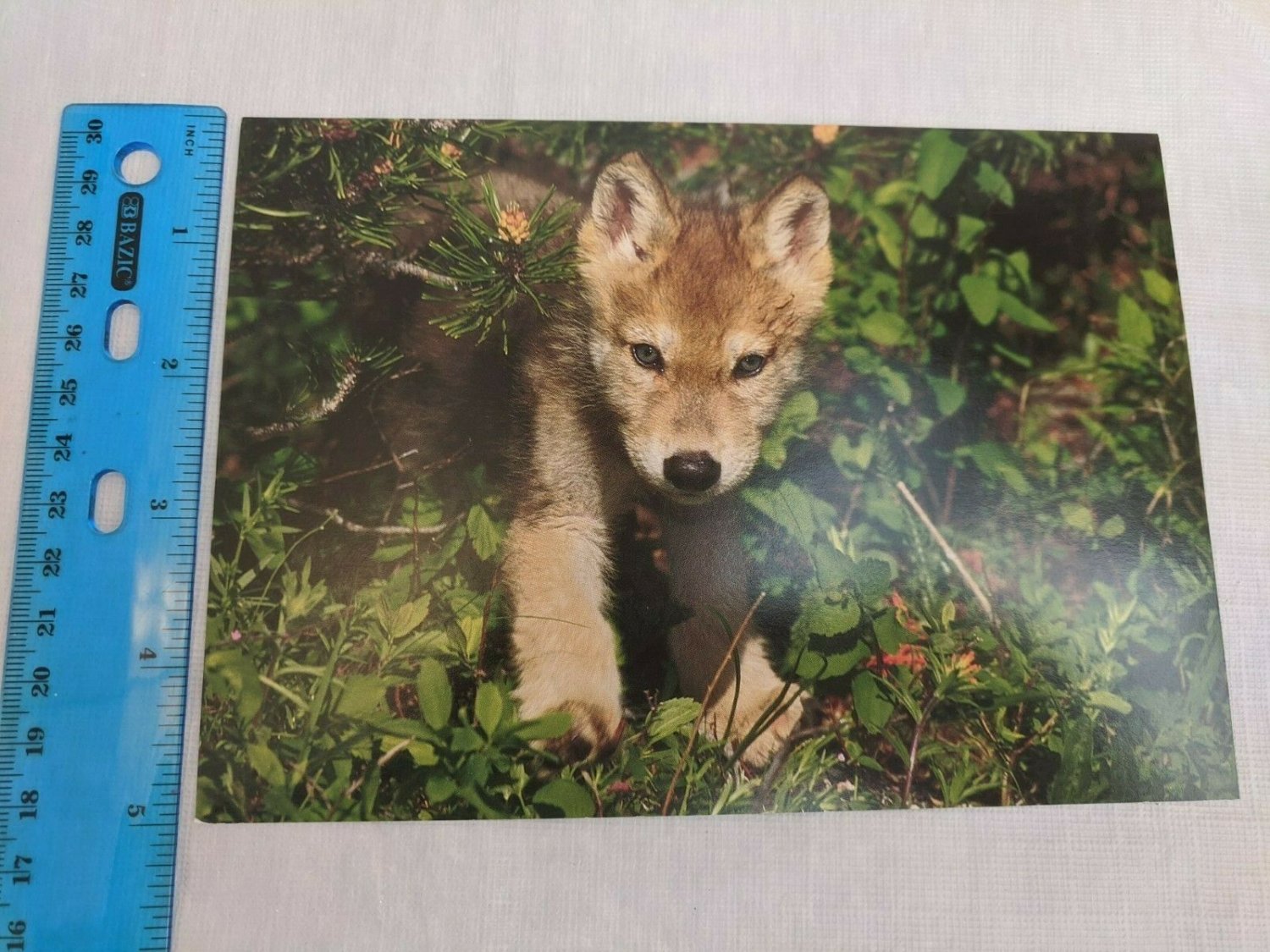 Day Dream Note Card Blank Inside Gray wolf Canis lupus by Tom & Pat Leeson