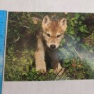 Day Dream Note Card Blank Inside Gray wolf Canis lupus by Tom & Pat Leeson