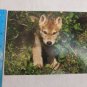 Day Dream Note Card Blank Inside Gray wolf Canis lupus by Tom & Pat Leeson