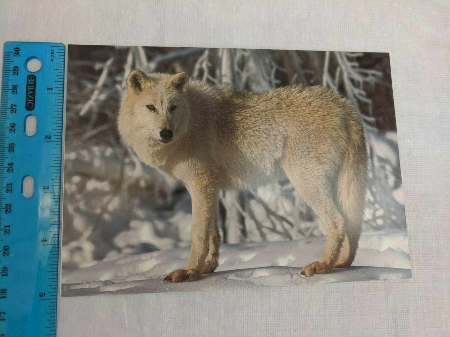 Day Dream Note Card Blank Inside Gray wolf Canis lupus by DR Fernandez & ML Peck