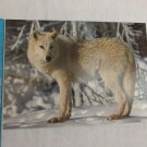 Day Dream Note Card Blank Inside Gray wolf Canis lupus by DR Fernandez & ML Peck