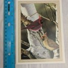 Christmas Greeting Card Blank Inside Daniel Renn Pierce Cardinals Birch Tree