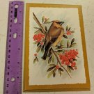 G.J.C. Collection Cedar Waxwing Bird Thinking of Greeting Card Unused Vintage