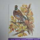 Paralyzed Veterans PVA John Cornacchio Blank Note Card Ring Neck Pheasant Bird