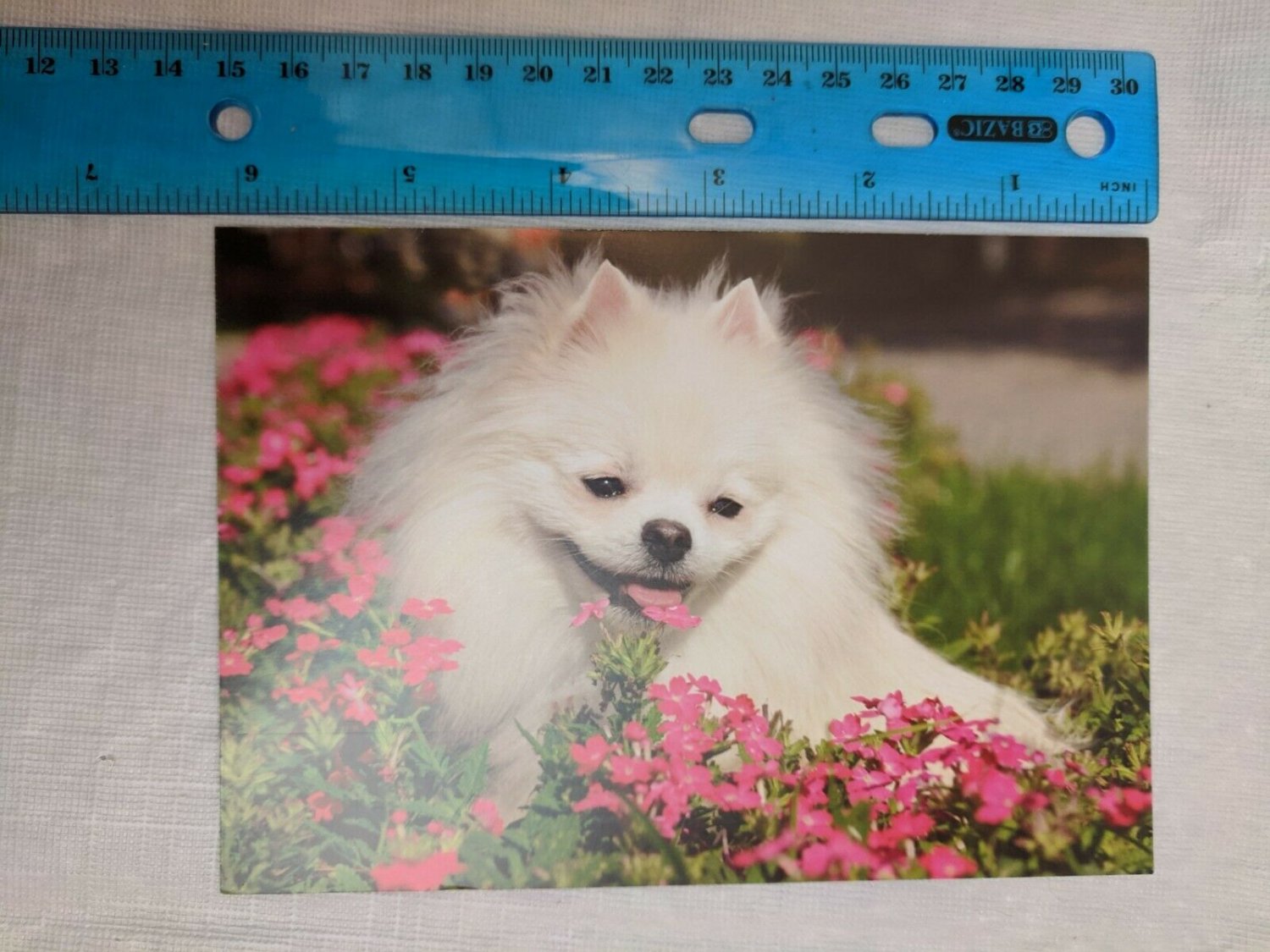 Blank Note Card White Dog in Pink Flowers Photo by Nataliya Kuznetsova