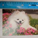 Blank Note Card White Dog in Pink Flowers Photo by Nataliya Kuznetsova