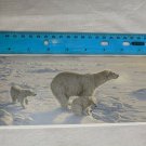 Blank Note Card - Polar Bears by Lee Kromschroeder/Wild Wings