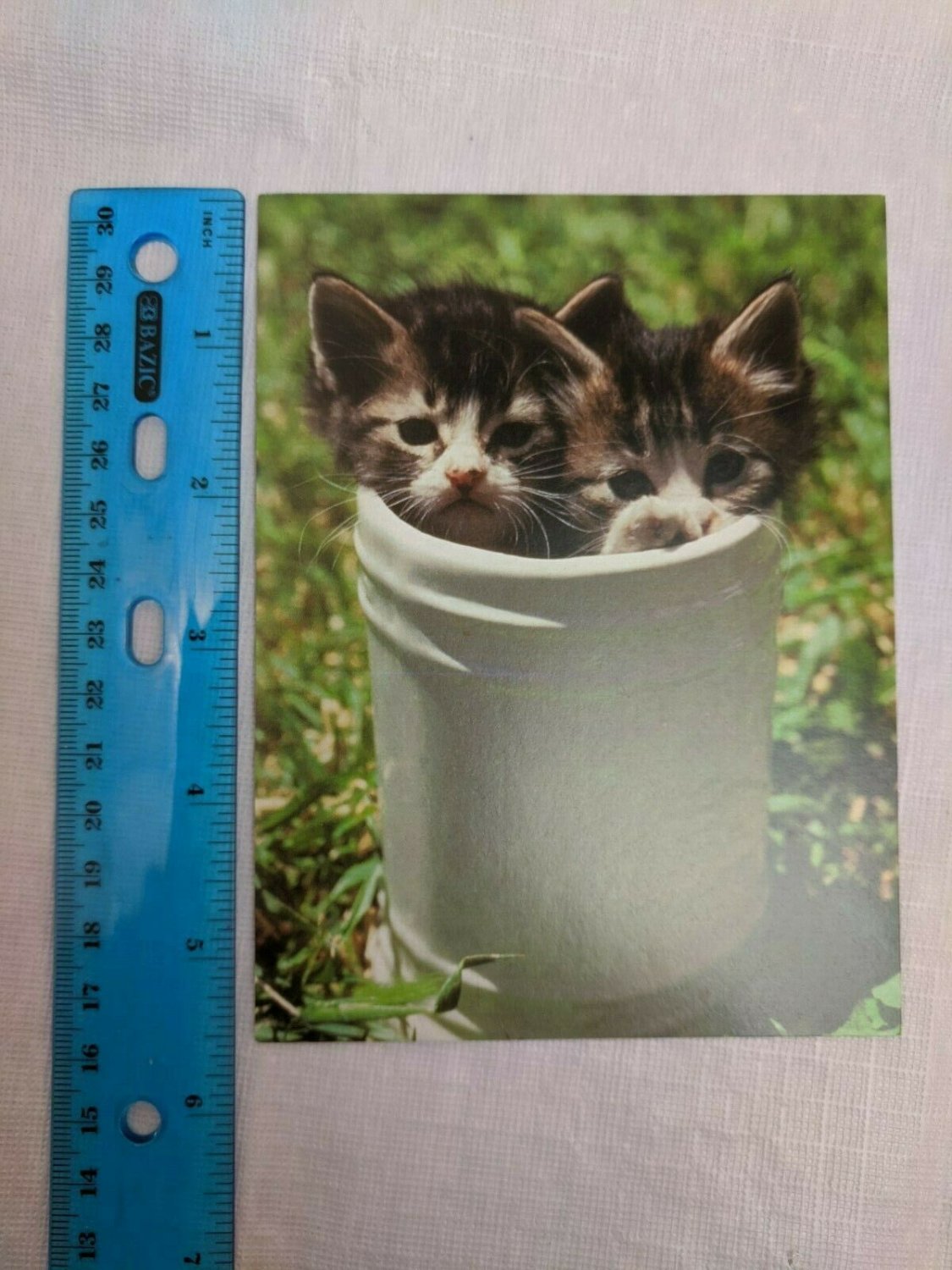 Blank Note Card Kittens in Bucket Terrible Twosome Photo by Dick Canby
