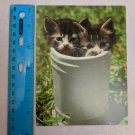 Blank Note Card Kittens in Bucket Terrible Twosome Photo by Dick Canby