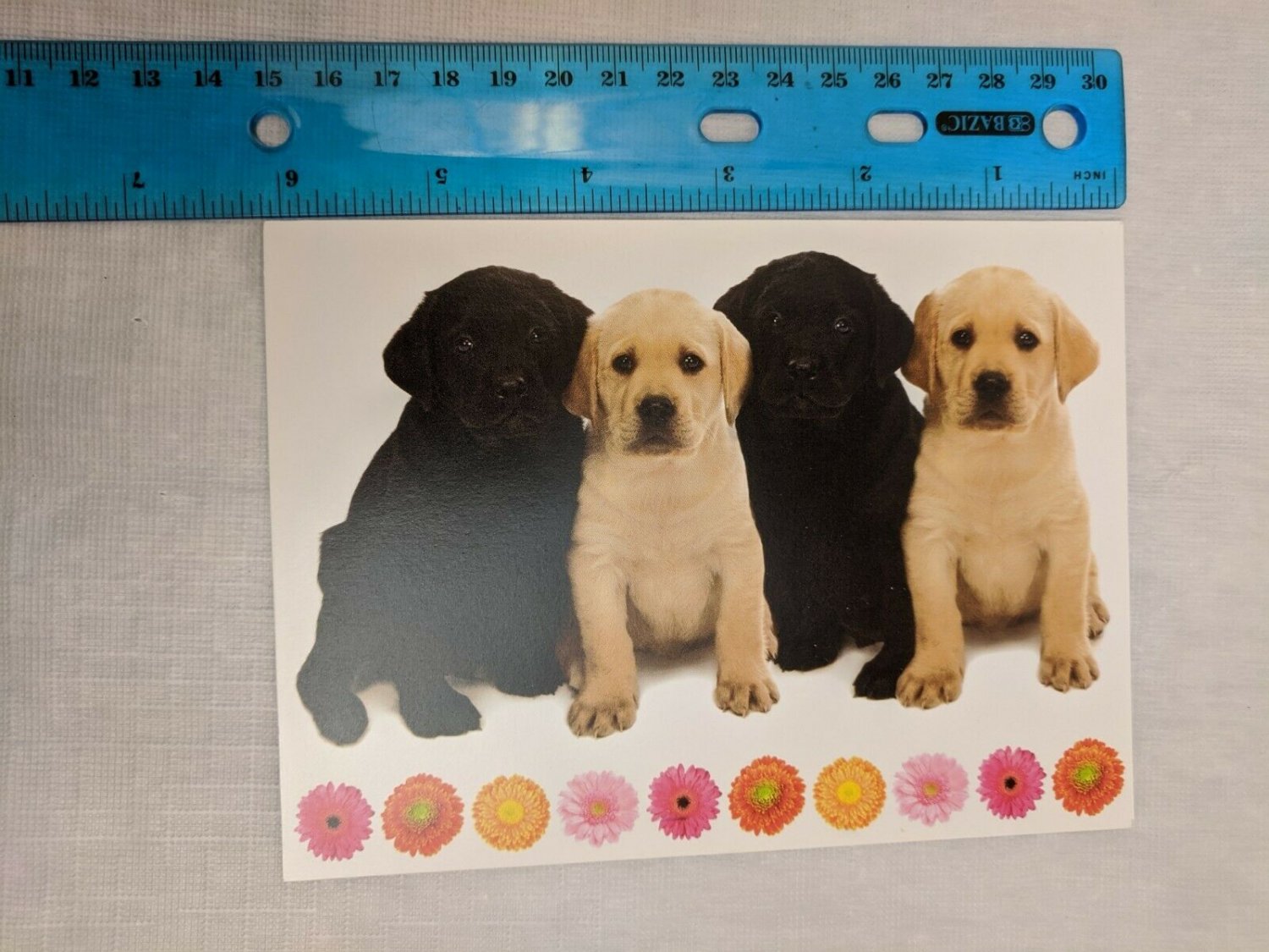 Note Card Blank Inside Gold & Black Lab Puppies w/ Flower Border