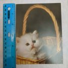 Blank Note Card Fluffy White Kitten in Basket Cozy Kitty Photo by Coppieters