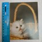 Blank Note Card Fluffy White Kitten in Basket Cozy Kitty Photo by Coppieters