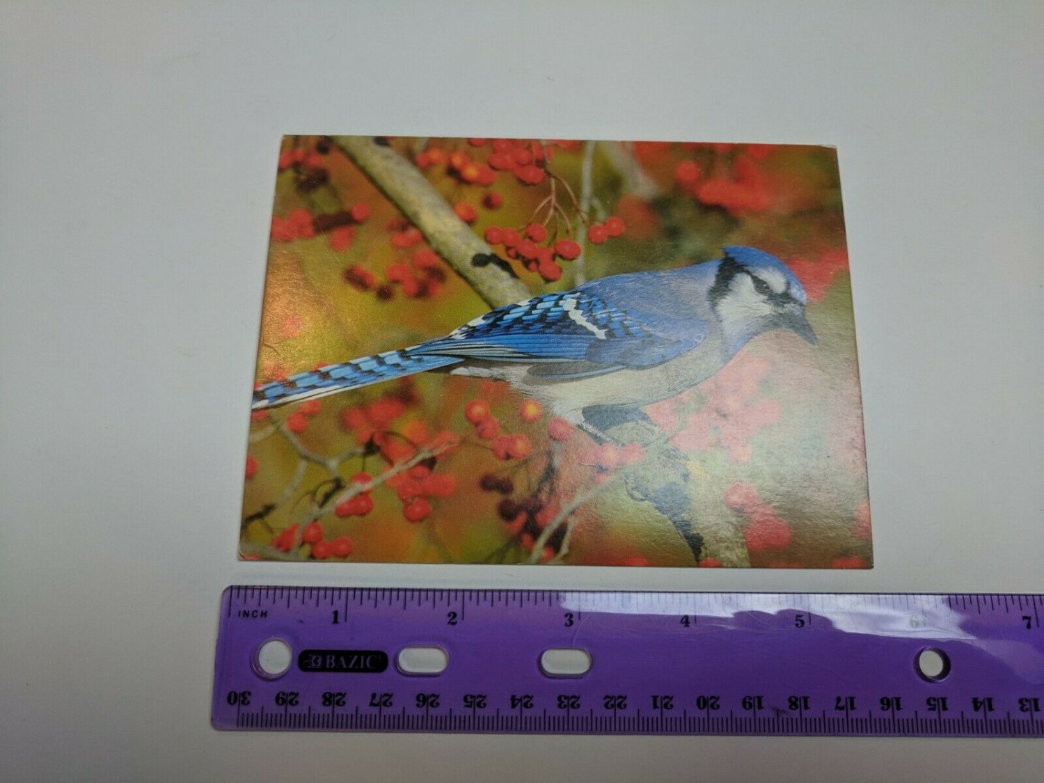 VTG Note Card Unused Blue Jay Bird Photo by Dave Maslowski