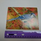 VTG Note Card Unused Blue Jay Bird Photo by Dave Maslowski